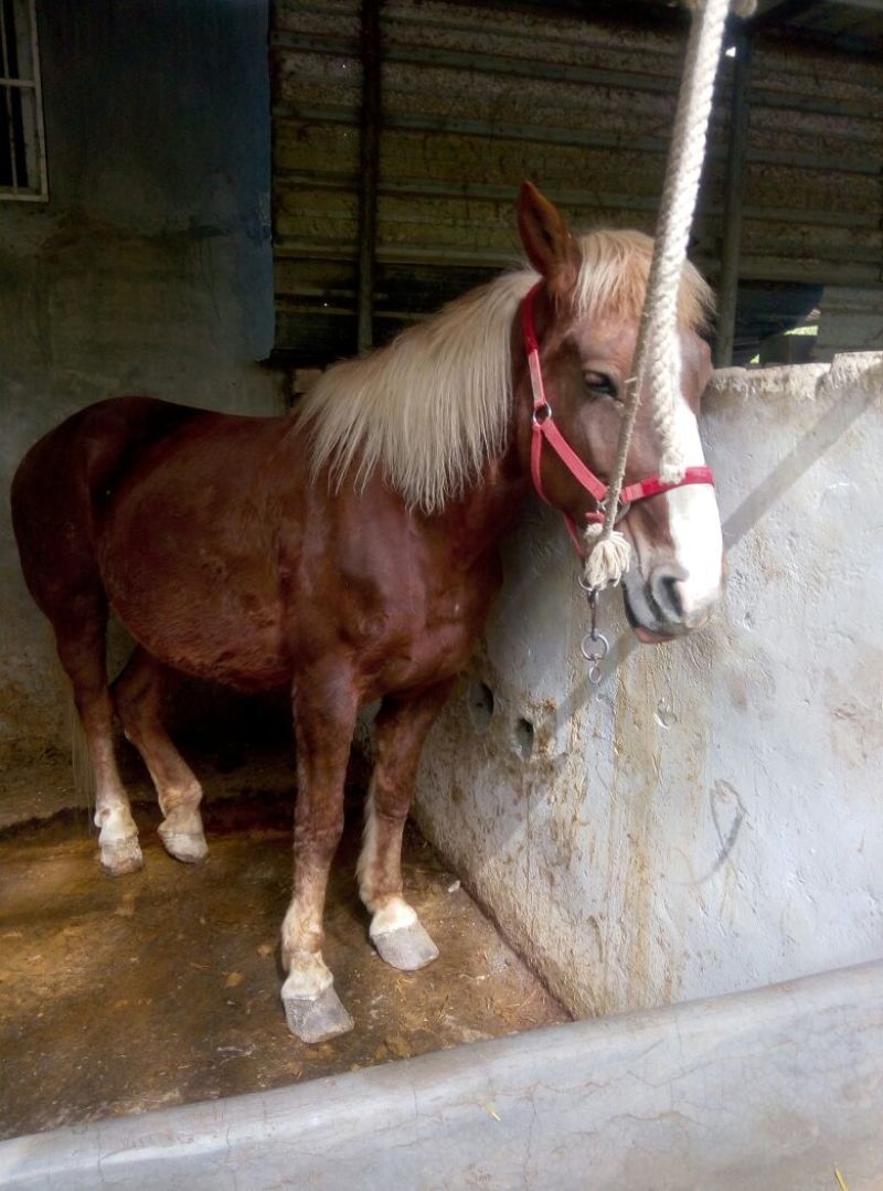 肉马300~400kg