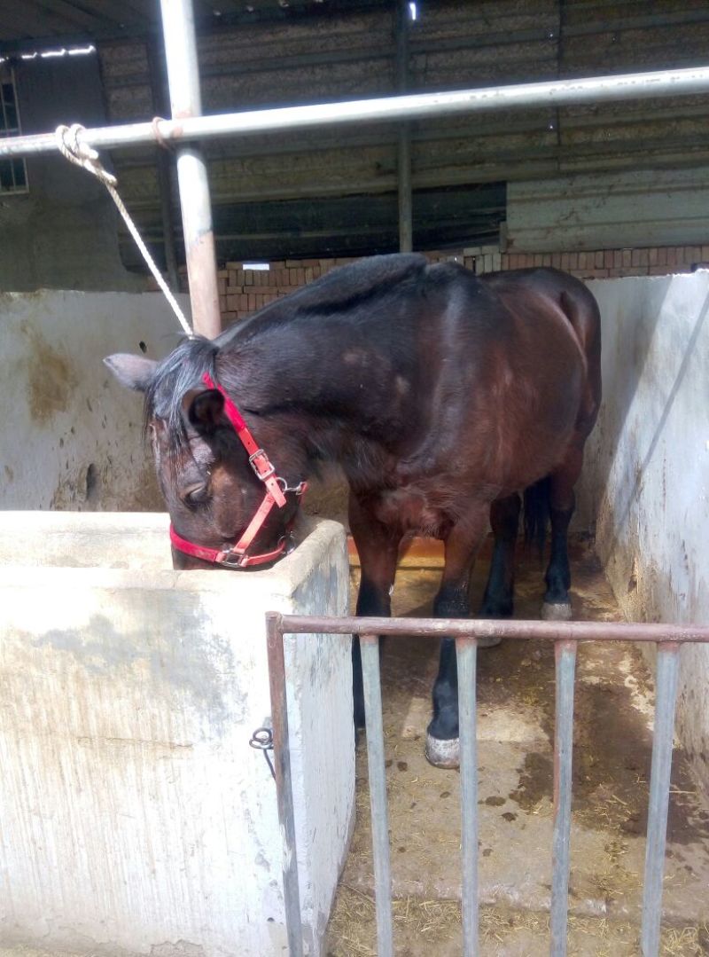 肉马300~400kg