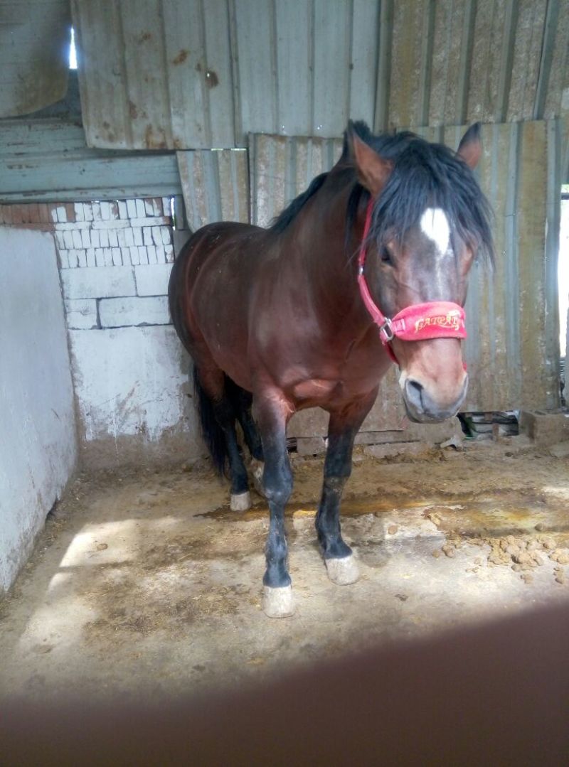 肉马300~400kg