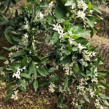 福建永安大丰蜜橘5.52~6cm