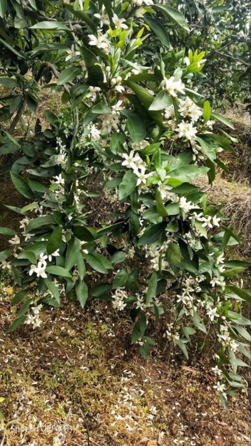 福建永安大丰蜜橘5.52~6cm