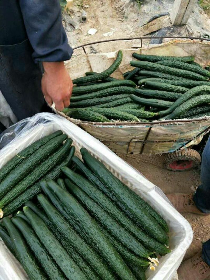 夏邑县万亩蔬菜基地密刺黄瓜保质保量益农合作社