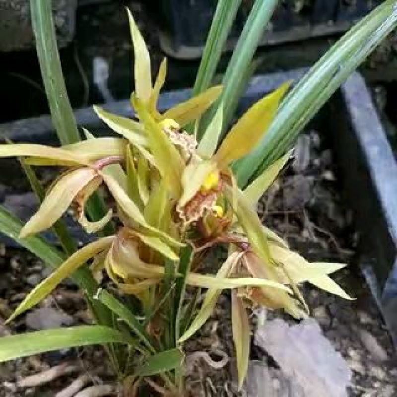 下山草蕙兰办公室庭院种植浓香型兰花不含盆