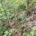 下山草蕙兰办公室庭院种植浓香型兰花不含盆