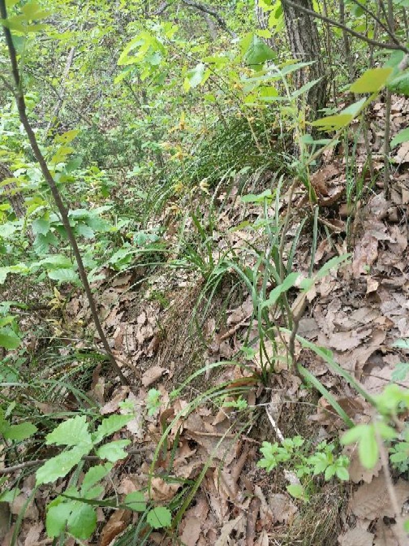 下山草蕙兰办公室庭院种植浓香型兰花不含盆