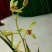 下山草蕙兰办公室庭院种植浓香型兰花不含盆