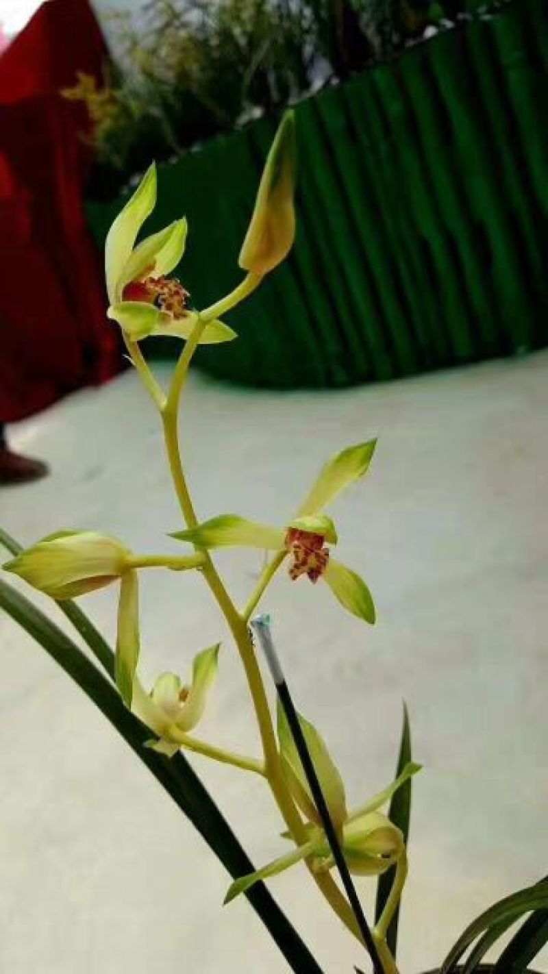 下山草蕙兰办公室庭院种植浓香型兰花不含盆