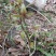 下山草蕙兰办公室庭院种植浓香型兰花不含盆