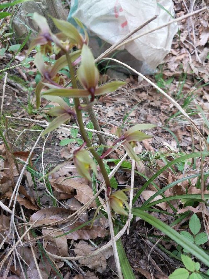 下山草蕙兰办公室庭院种植浓香型兰花不含盆