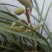 下山草蕙兰办公室庭院种植浓香型兰花不含盆