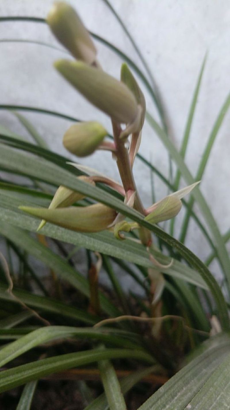 下山草蕙兰办公室庭院种植浓香型兰花不含盆