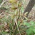 下山草蕙兰办公室庭院种植浓香型兰花不含盆