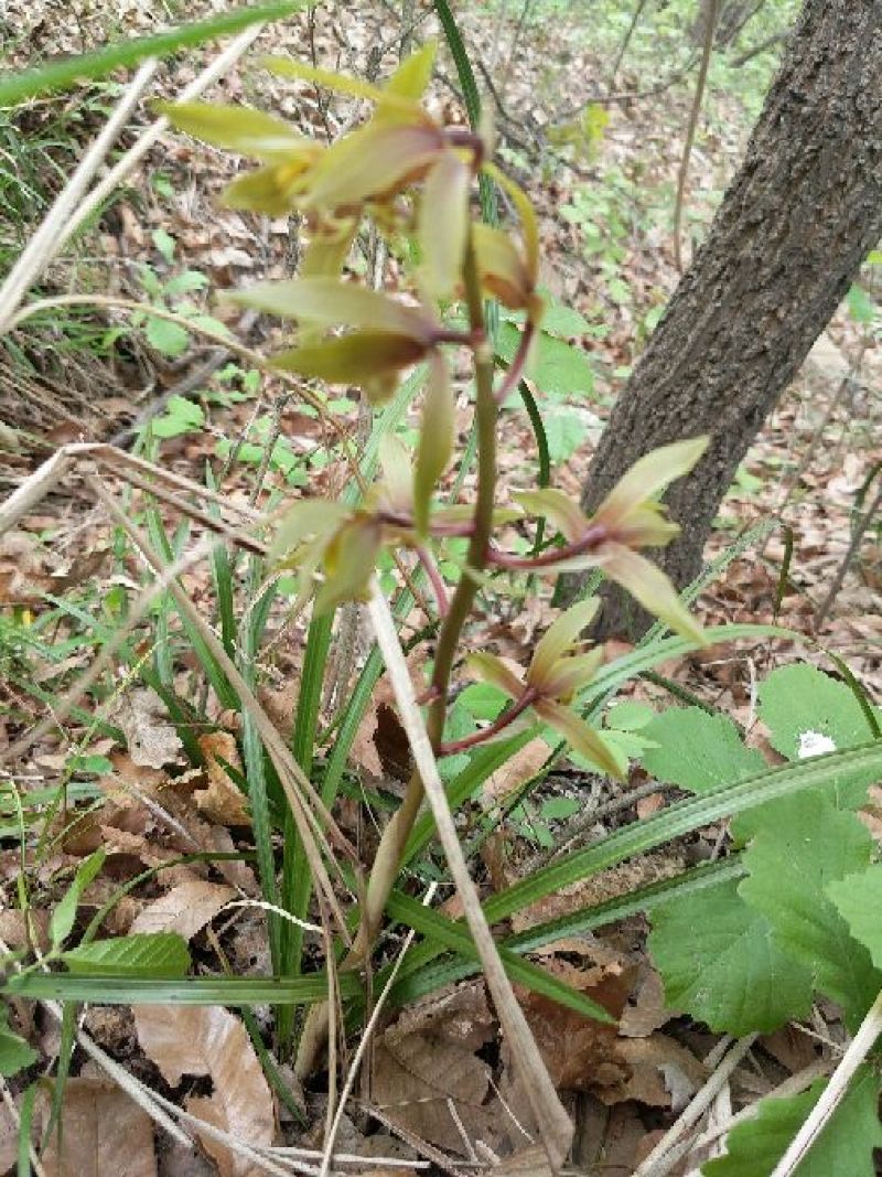下山草蕙兰办公室庭院种植浓香型兰花不含盆