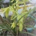 下山草蕙兰办公室庭院种植浓香型兰花不含盆