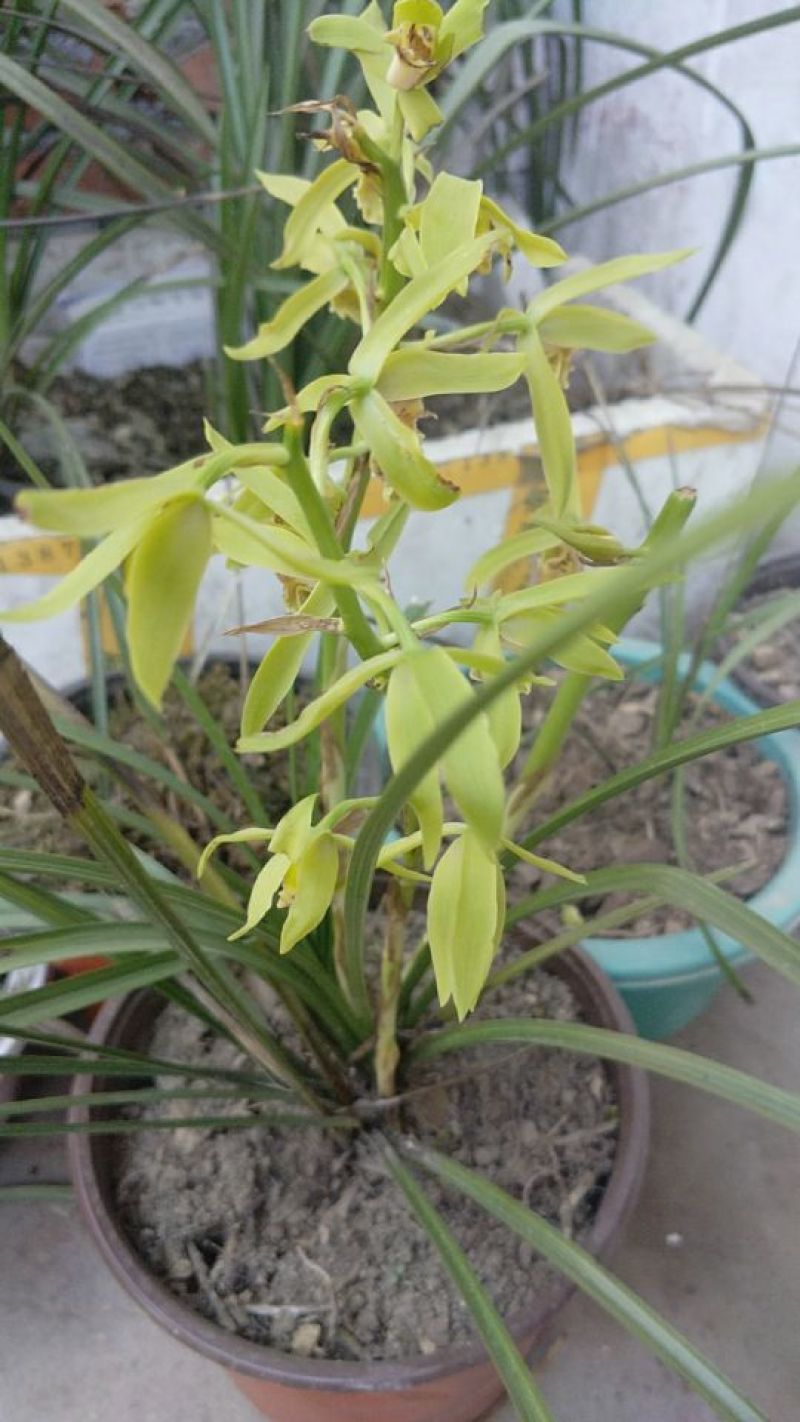 下山草蕙兰办公室庭院种植浓香型兰花不含盆
