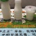 种羊30~50斤
