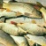 大量鲤鱼苗