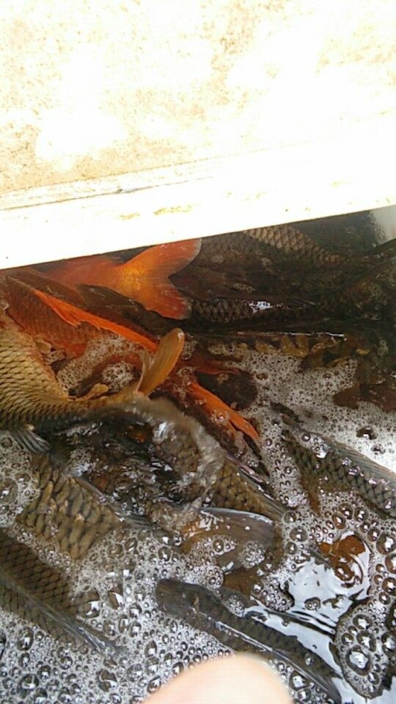 大量鲤鱼苗
