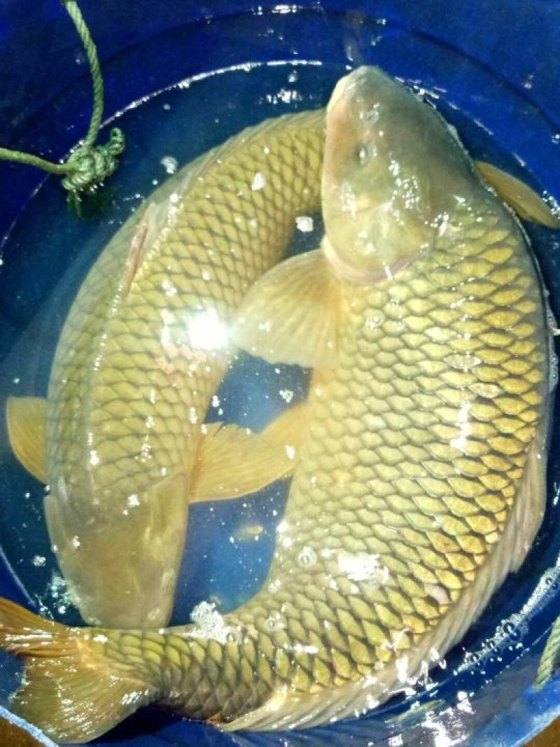 大量鲤鱼苗