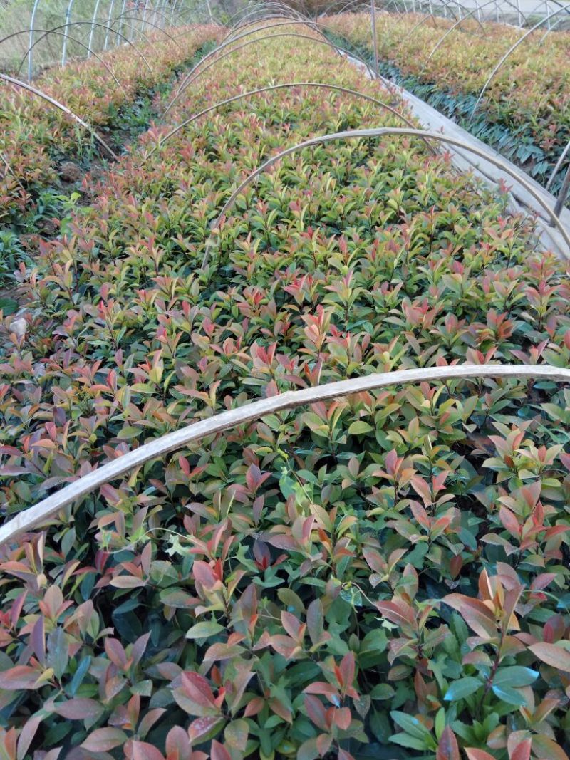 红叶石楠苗50~60cm