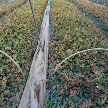 红叶石楠苗50~60cm