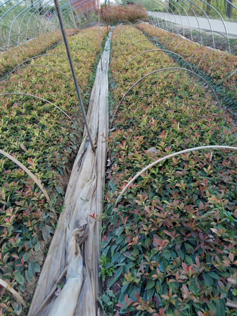 红叶石楠苗50~60cm