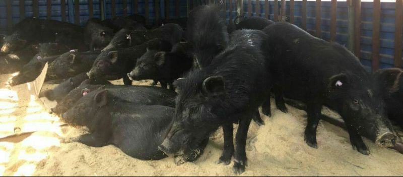 纯种藏香猪苗小猪仔幼崽散养种公猪怀孕母猪阉割公猪包活