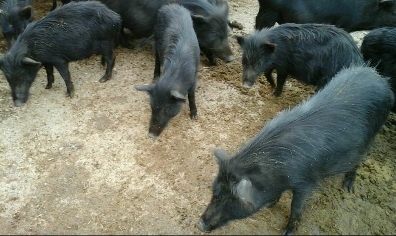 纯种藏香猪苗小猪仔幼崽散养种公猪怀孕母猪阉割公猪包活