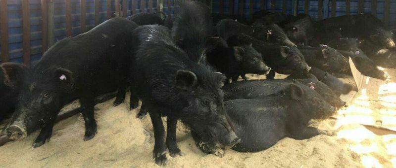 纯种藏香猪苗小猪仔幼崽散养种公猪怀孕母猪阉割公猪包活