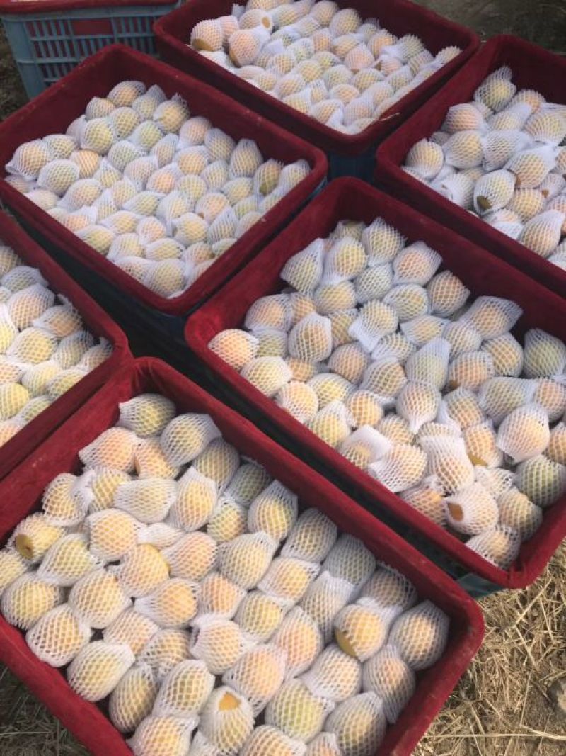 金太阳杏50mm以上