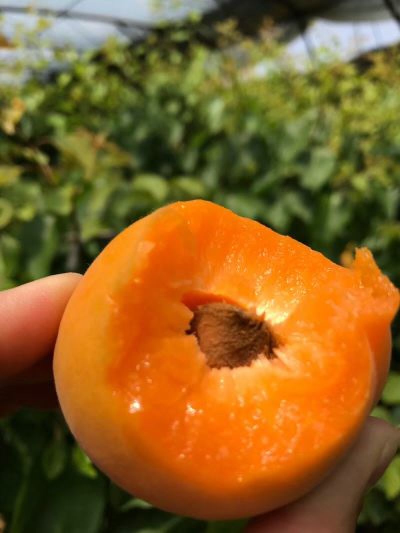 金太阳杏50mm以上