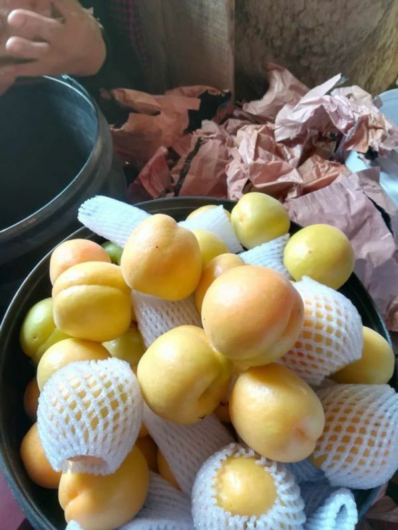 金太阳杏50mm以上