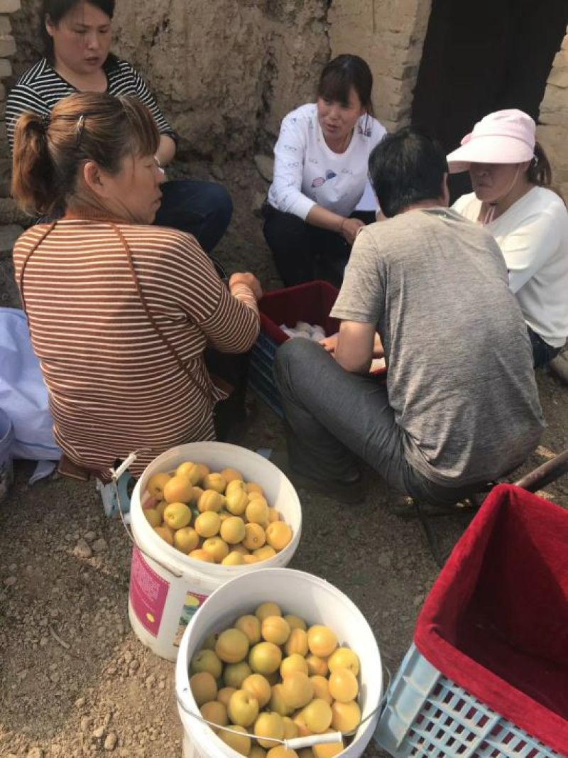 金太阳杏50mm以上