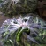鲜辣椒15~20厘米青中辣