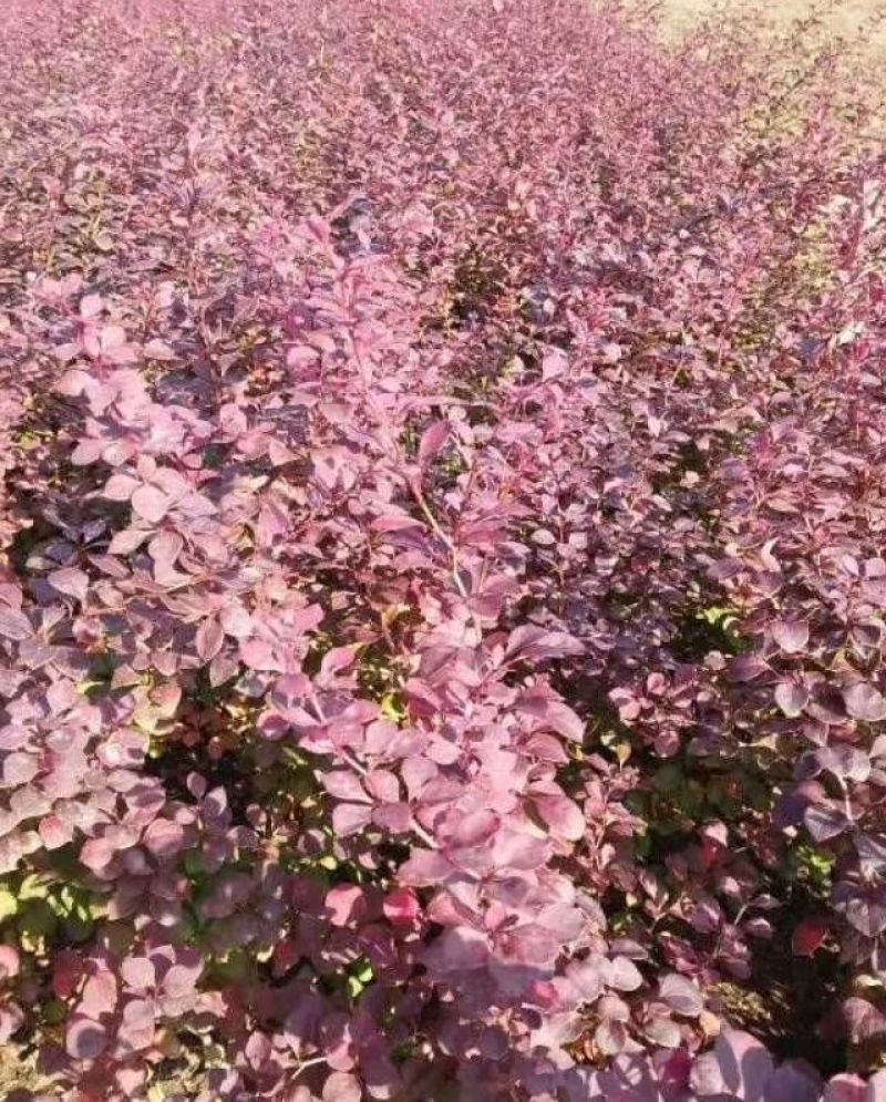 红叶小檗红叶小檗球30--80公分高产地直销