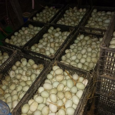 河南新乡延津青壳红心鲜鸭蛋食用