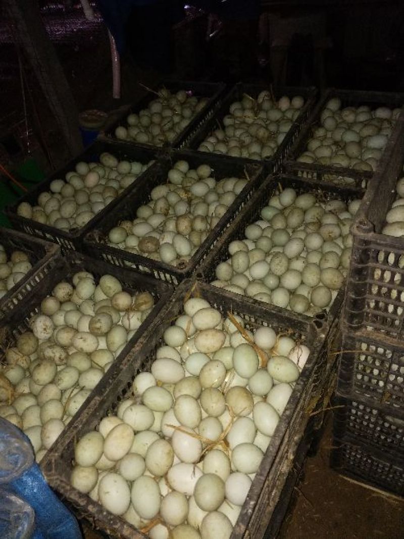 河南新乡延津青壳红心鲜鸭蛋食用
