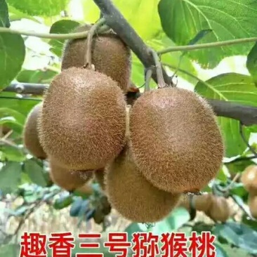 趣香3号猕猴桃大量批发零售优惠，可代发