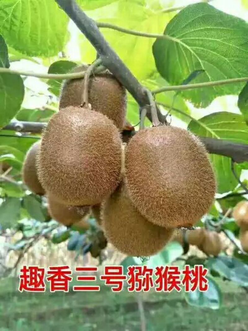 趣香3号猕猴桃大量批发零售优惠，可代发