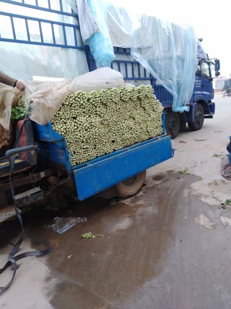 西芹芹菜50cm以上精选基地直供电商品质鲜货量大从优