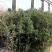 大叶女贞4cm以下