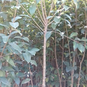 大叶女贞4cm以下