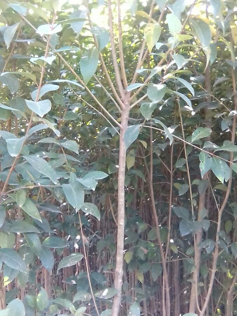 大叶女贞4cm以下