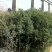 大叶女贞4cm以下