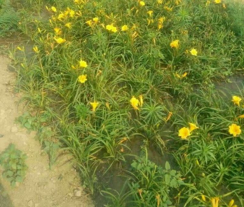 金娃娃萱草0.5米以下金娃娃杯苗产地直销可以