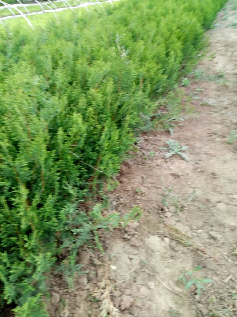 侧柏小苗，籽播侧柏苗，大田苗，裸根苗