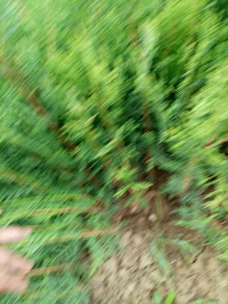 侧柏小苗，籽播侧柏苗，大田苗，裸根苗