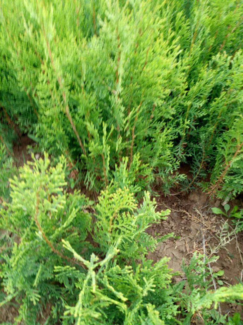 侧柏小苗，籽播侧柏苗，大田苗，裸根苗