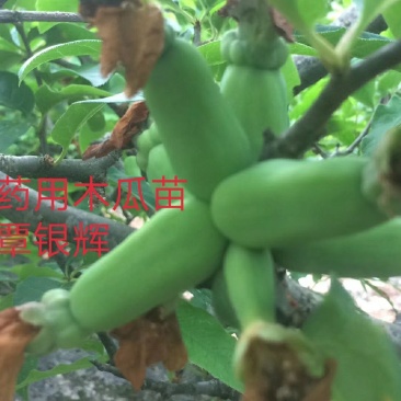 皱皮木瓜树苗无籽木瓜树苗