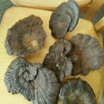 黑灵芝8~12公分